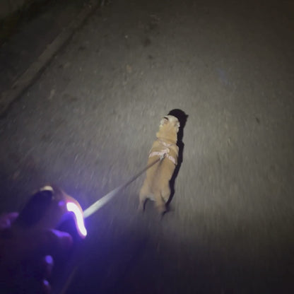 Laisse LED mains libres qui éclaire vos balades